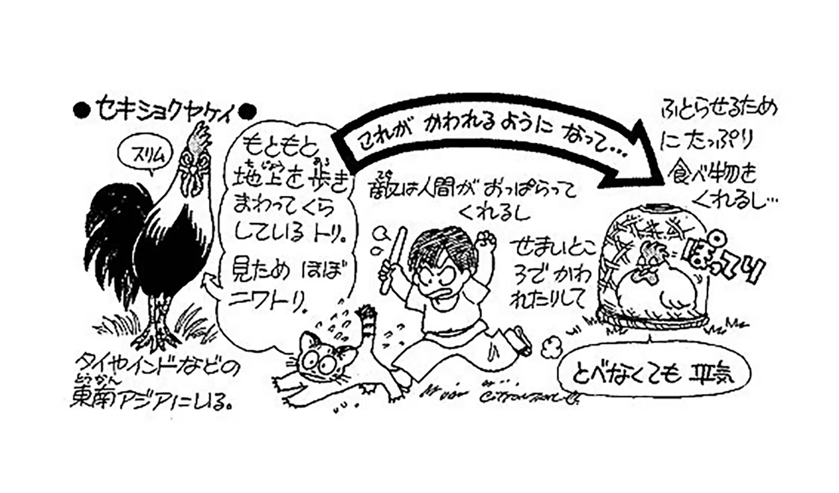 ニワトリはどうしてとべないの