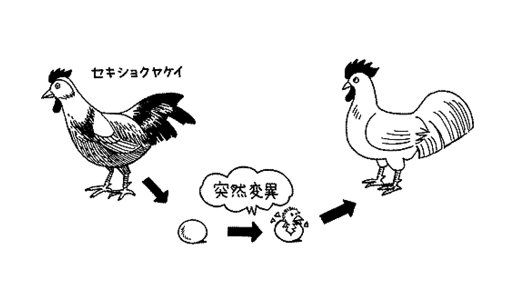 ニワトリとたまごはどっちが先にうまれたの 空の動物 科学なぜなぜ110番 科学 学研キッズネット