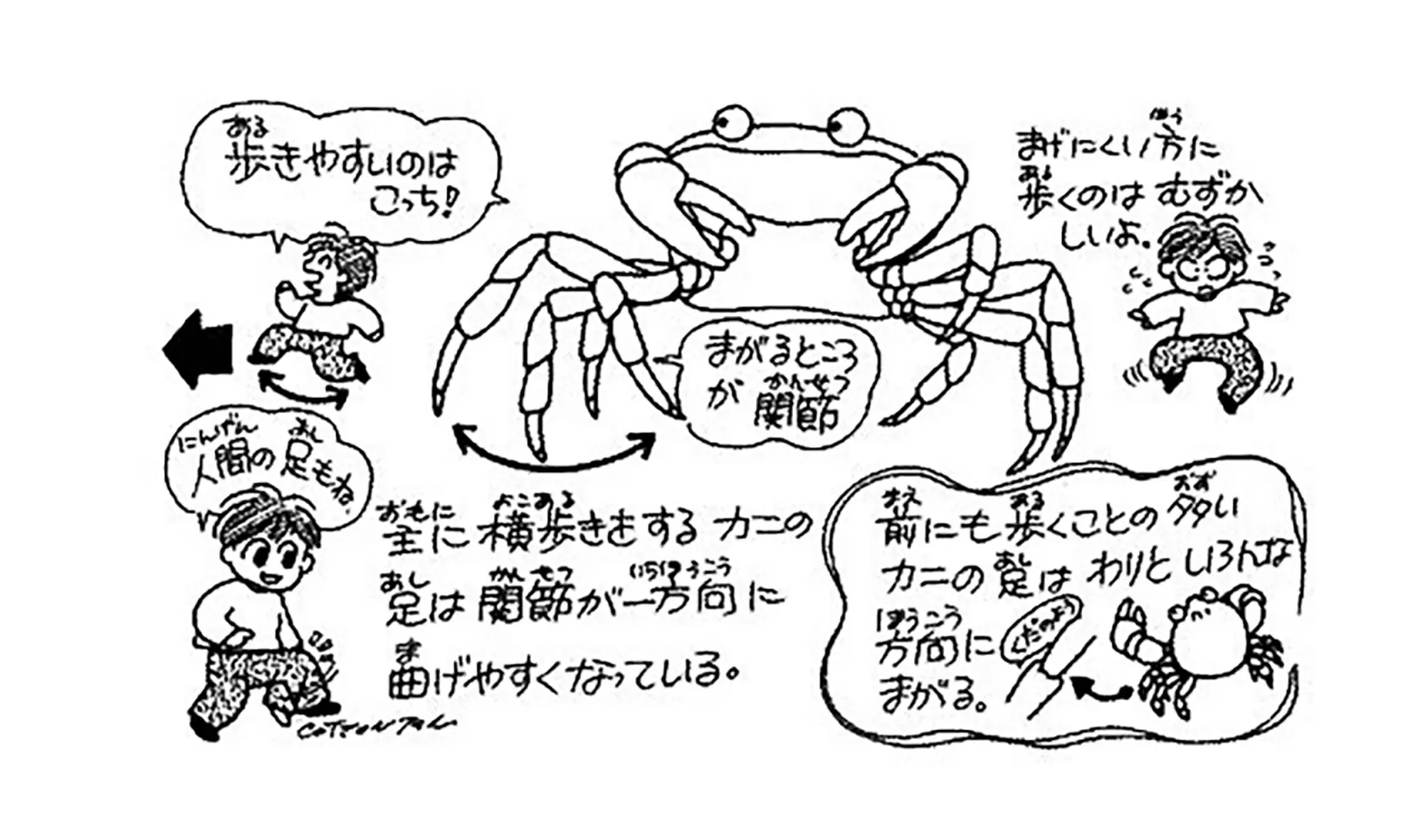 カニはどうして横に歩くの