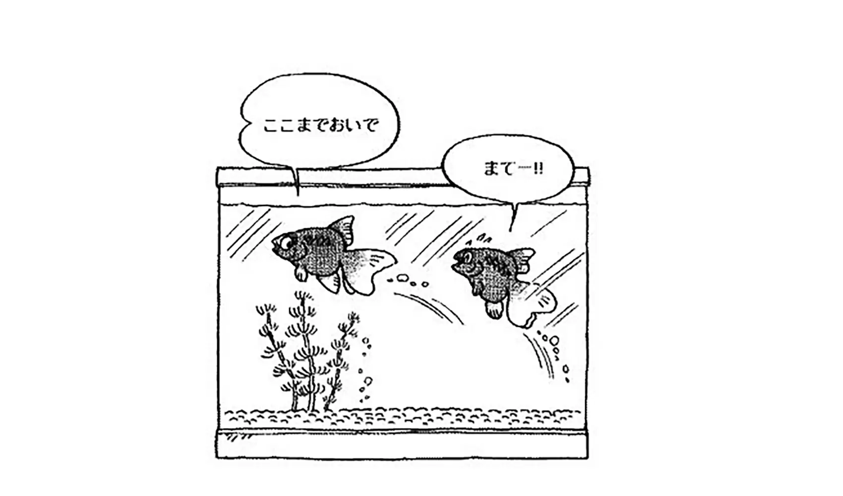キンギョのおすとめすはどうやって見分けるの