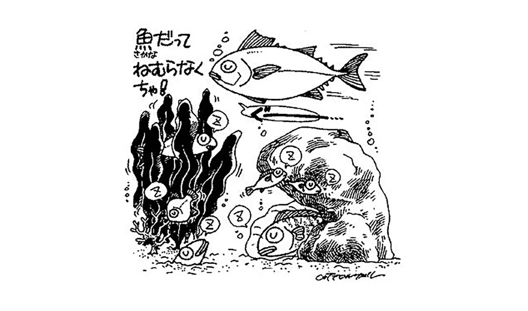 魚はどうやって寝るの、目を開けたまま寝るの