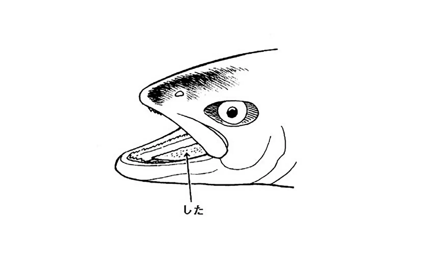 魚に舌はあるの