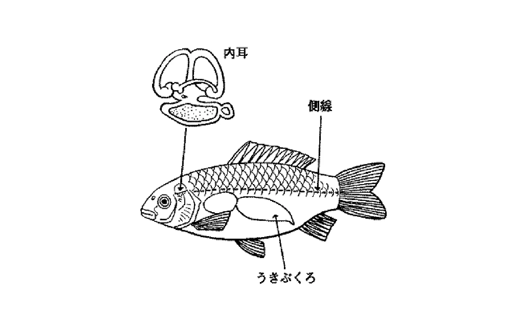 魚に耳はあるの