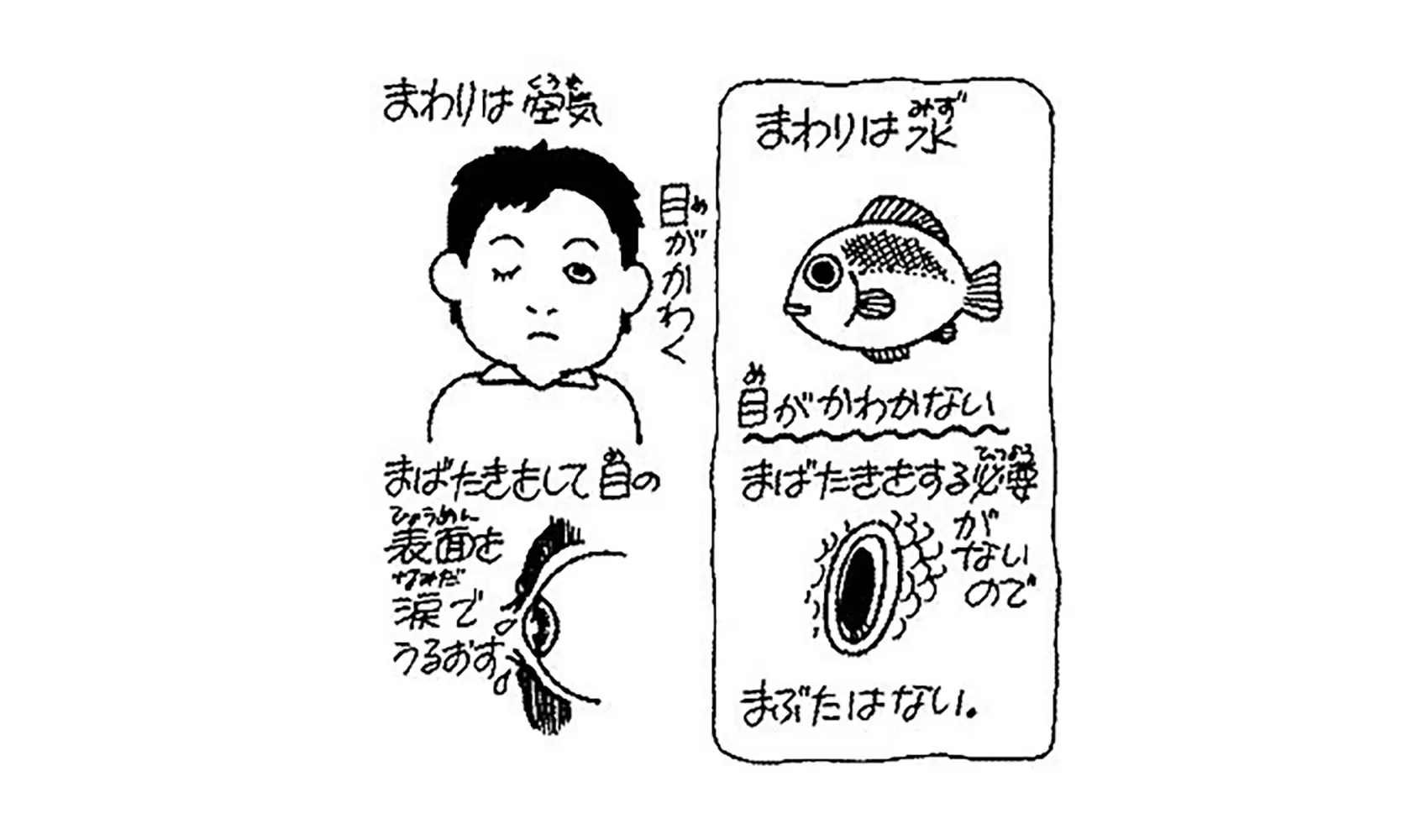 どうして魚にはまぶたはないの，まばたきはしないの