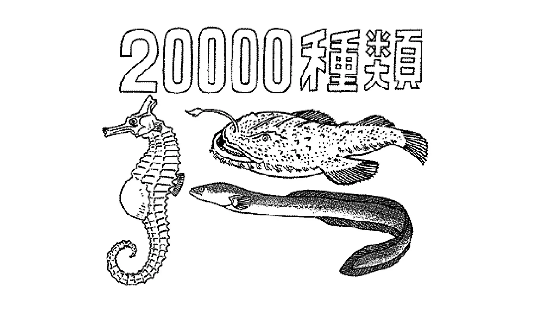 魚は全部で何種類くらいいるの