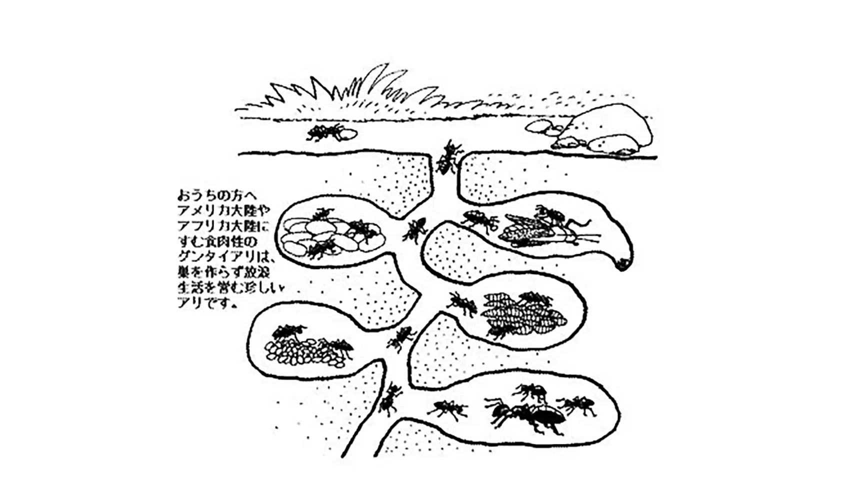アリはどうして土の中にすをつくるの