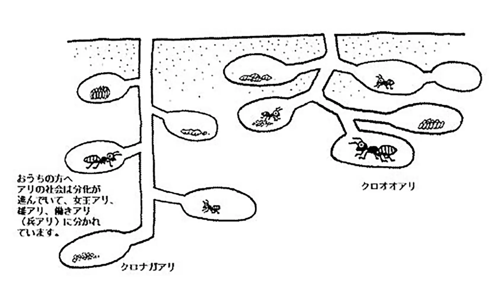 アリのすの中はどうなっているの | 昆虫 | 科学なぜなぜ110番 | 科学