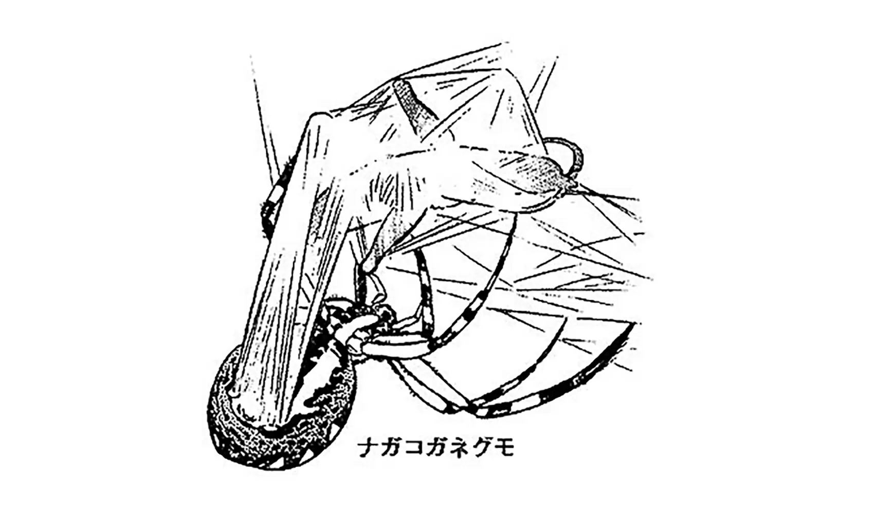 クモはどうしておしりから糸をだすの