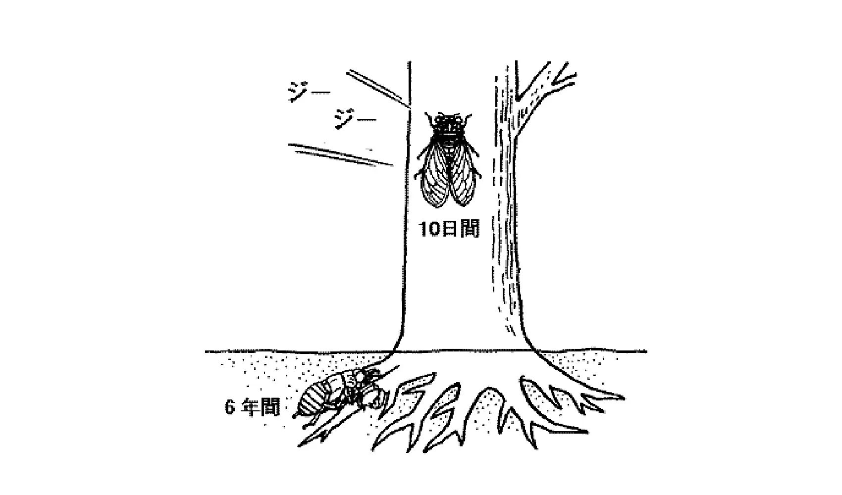 セミはどうしてすぐ死ぬの