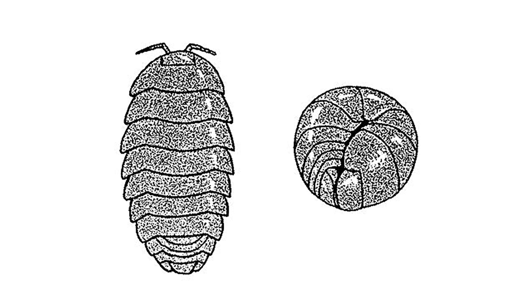 ダンゴムシはどうして丸くなるの 昆虫 科学なぜなぜ110番 科学 学研キッズネット