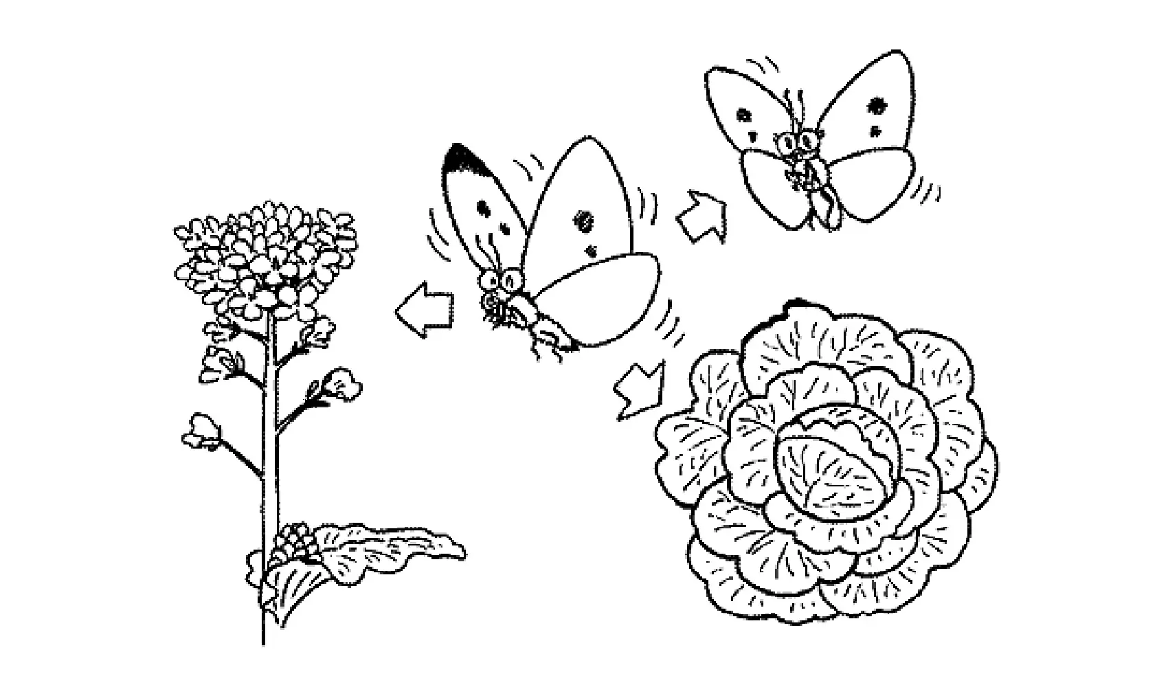チョウはどうしてとぶの