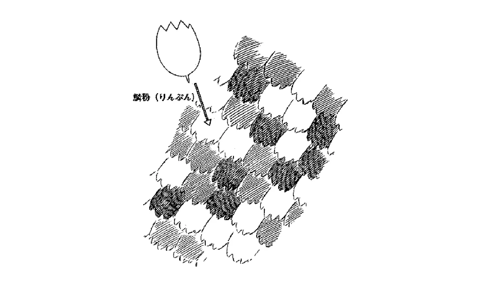 チョウをさわるとどうしてこながつくの