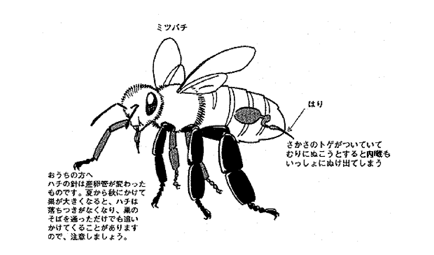 ハチはさすと自分も死ぬの