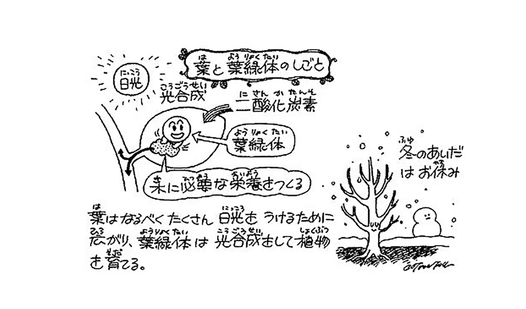 秋になるとどうして葉がかれて落ちるの