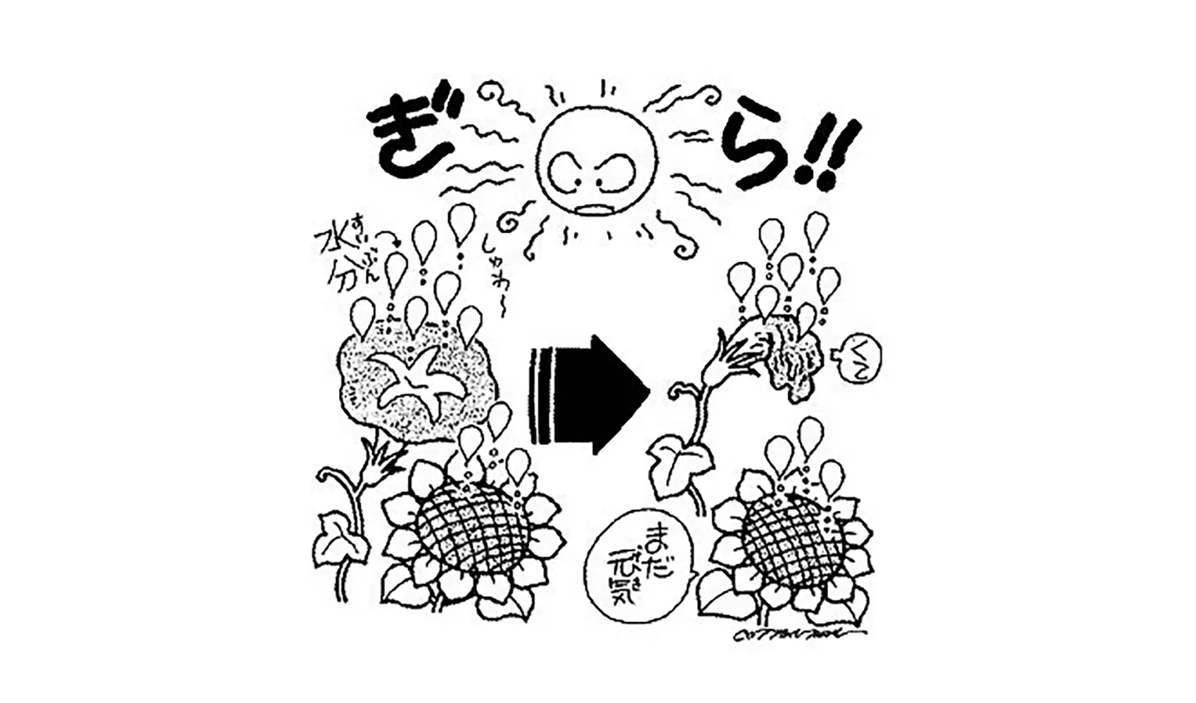 アサガオの花はどうしてすぐしぼむの