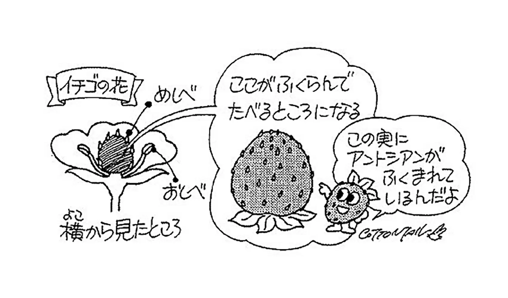 イチゴはどうして赤いの