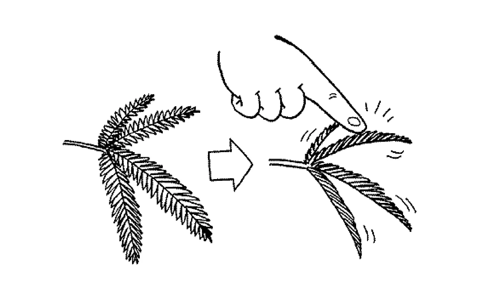 オジギソウはどうしてさわるとおじぎをするの | 植物 | 科学なぜなぜ