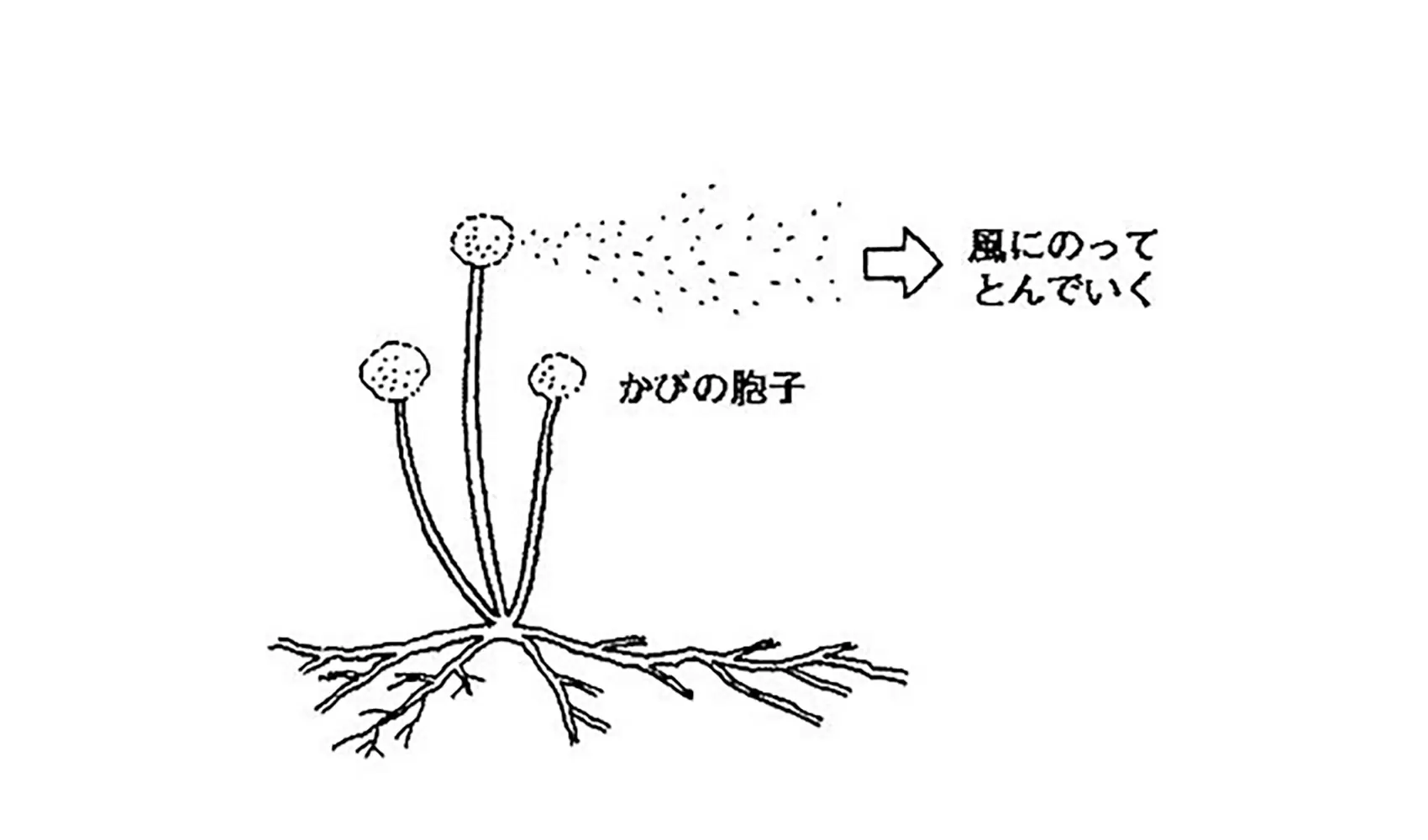 かびはどうして生えるの | 植物 | 科学なぜなぜ110番 | 科学 | 学研キッズネット