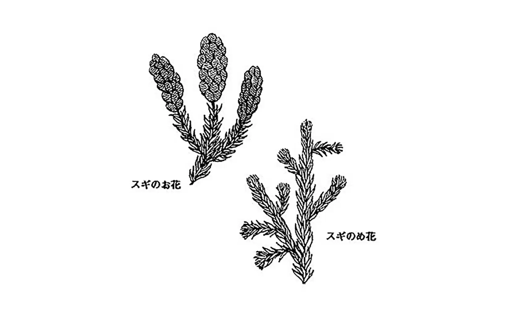 花粉はどうしてあるの