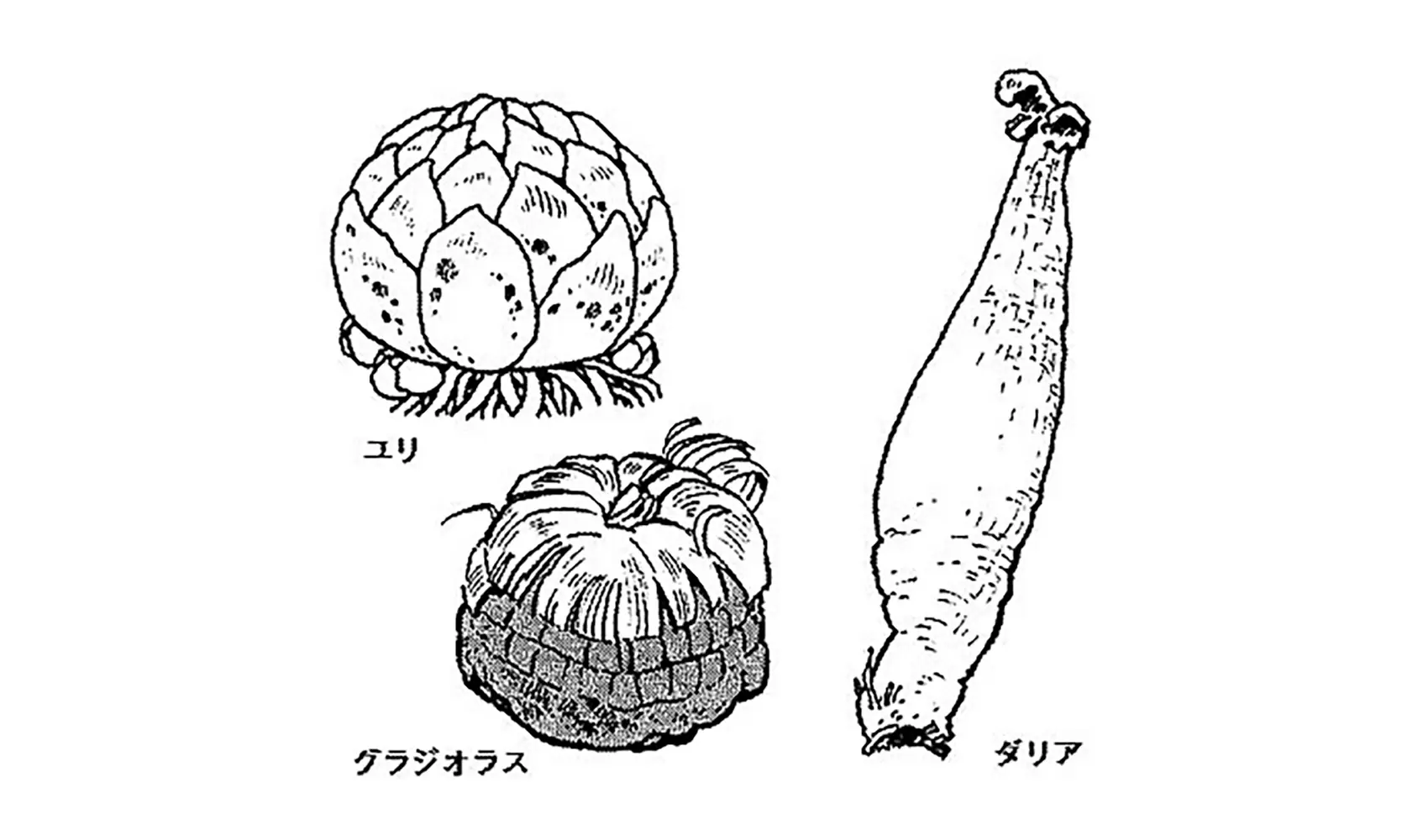 植物 | 科学なぜなぜ110番 | 科学 | 学研キッズネット