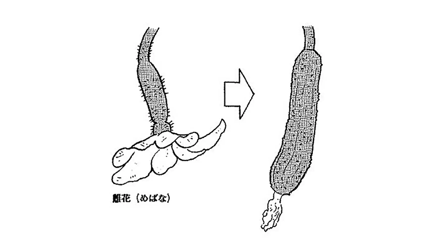 キュウリの皮にはどうしてぶつぶつがあるの