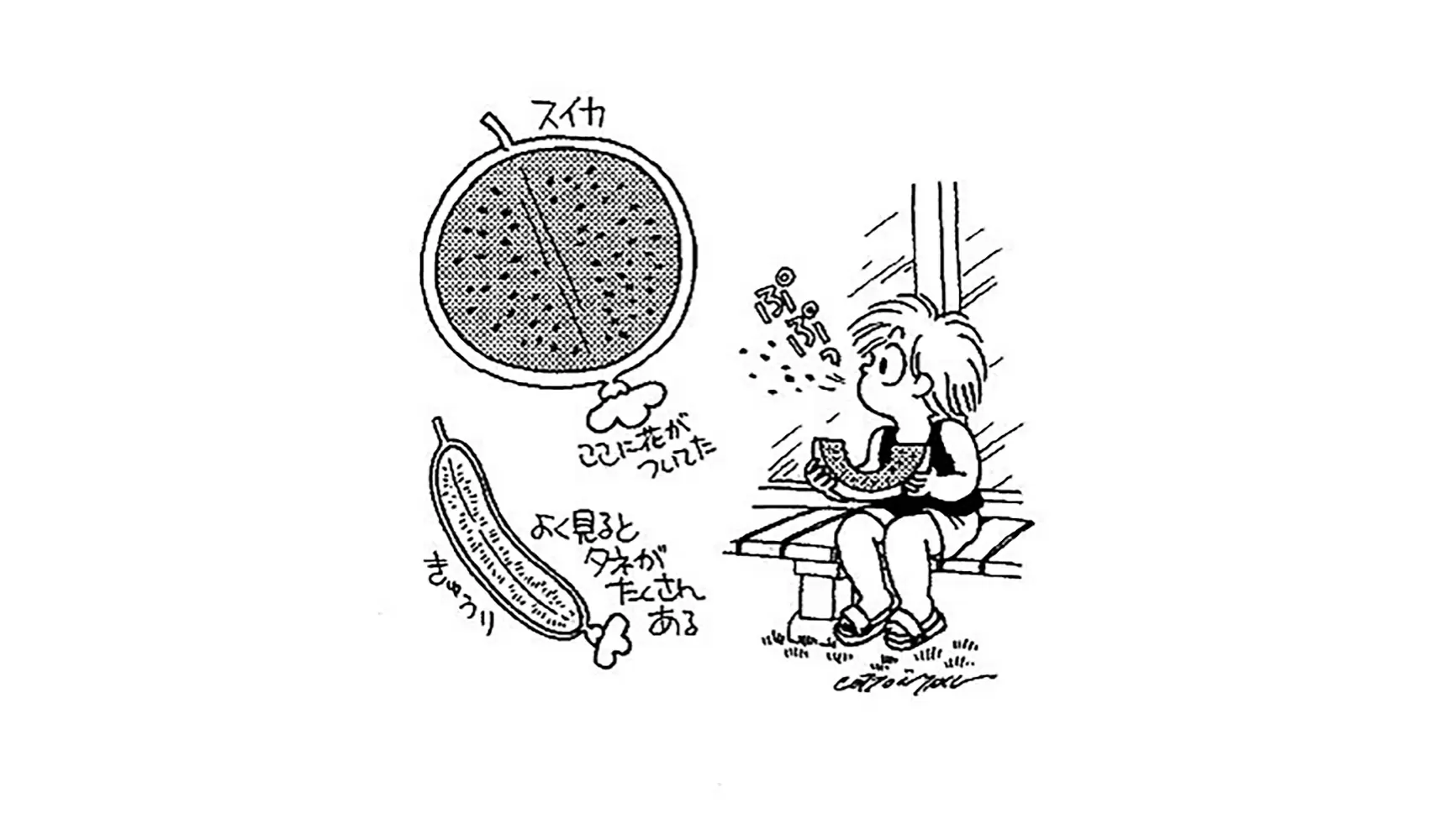 どうしてスイカにはたくさん種があるの