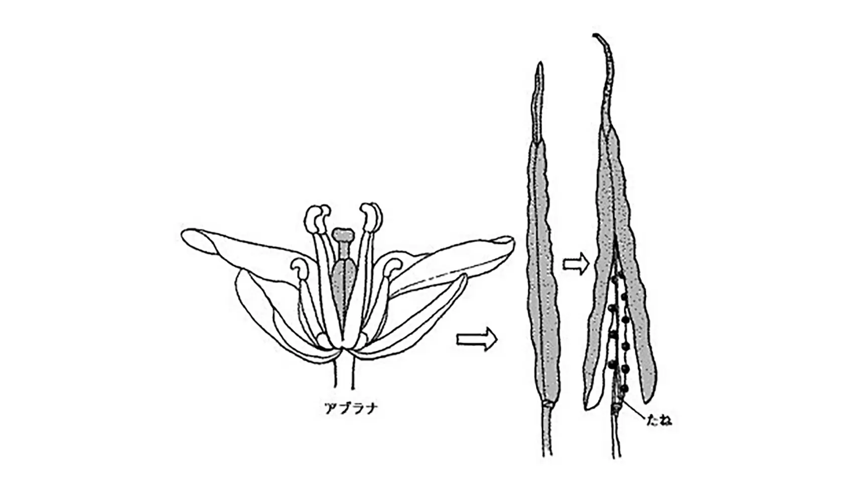 植物の種はどうやってできるの