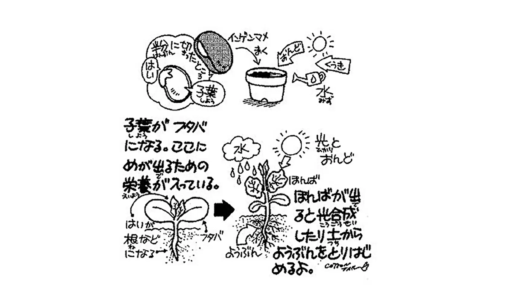 種からどうしてめがでて成長するの（花や実をつけるの）