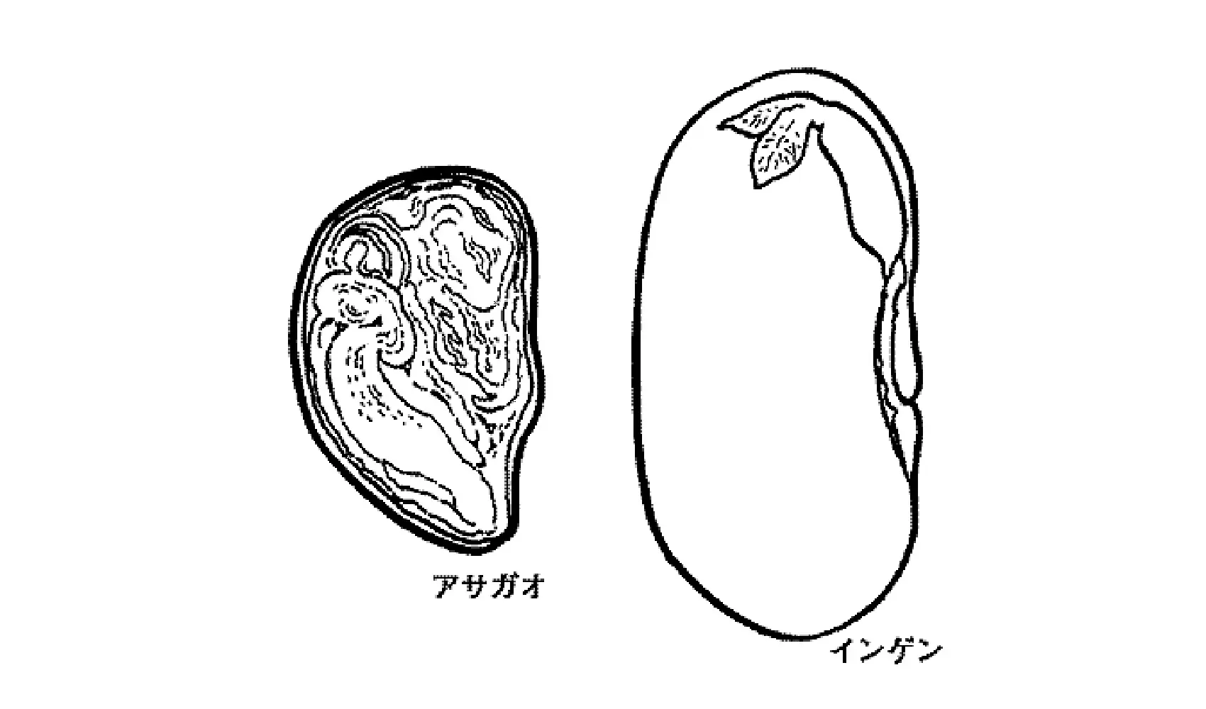 種は何からできているの