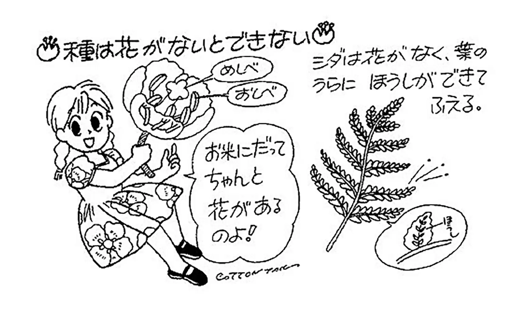 種は最初どうやってできたの