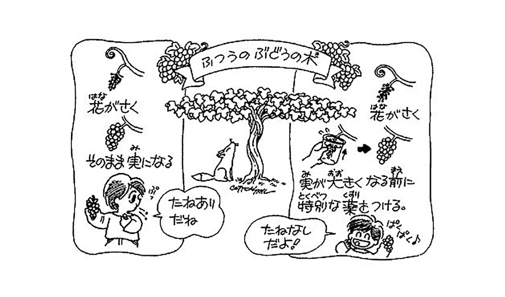 種なしスイカや種なしブドウは種がないのにどうやってふやすの