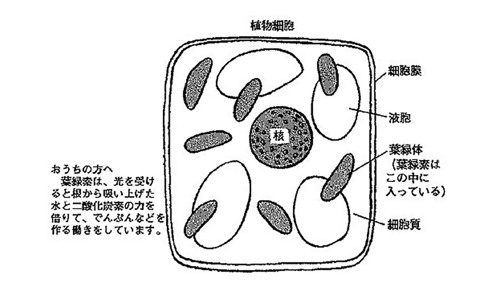 葉や草はどうして緑色をしているの