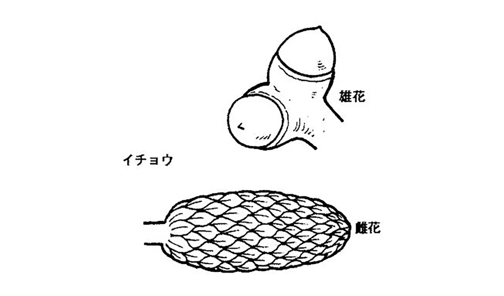 花はどうしてさくの