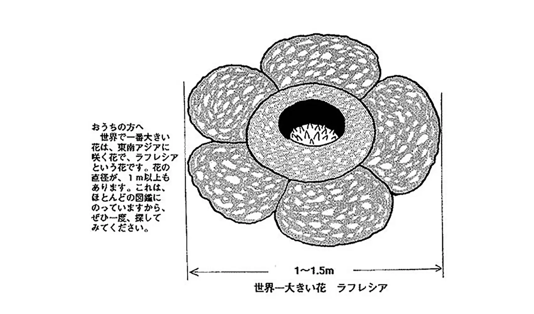 世界で一番小さい花は何