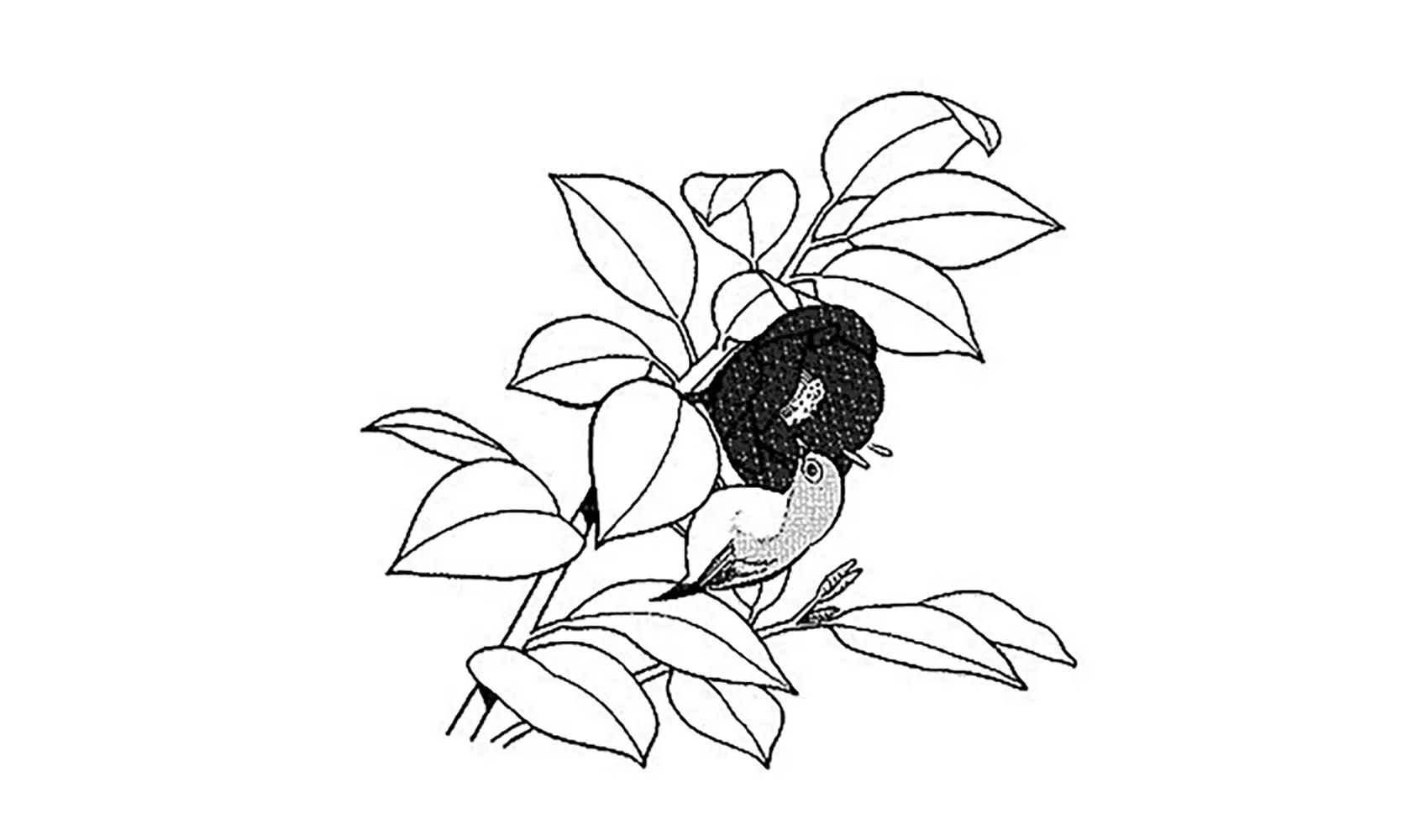 花にはどうしてみつがあるの