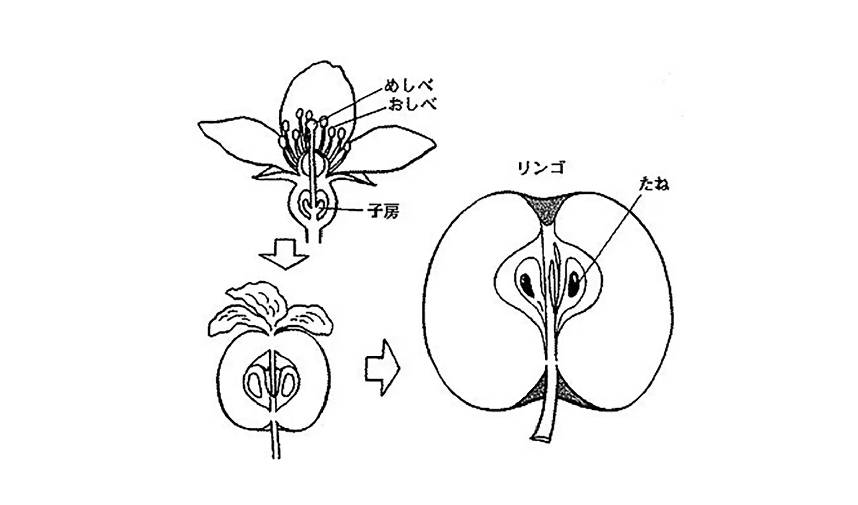 花にはどうしておしべとめしべがあるの