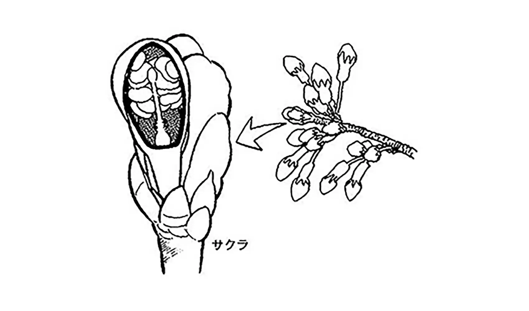 花はどうして春になって暖かくなるとさくの