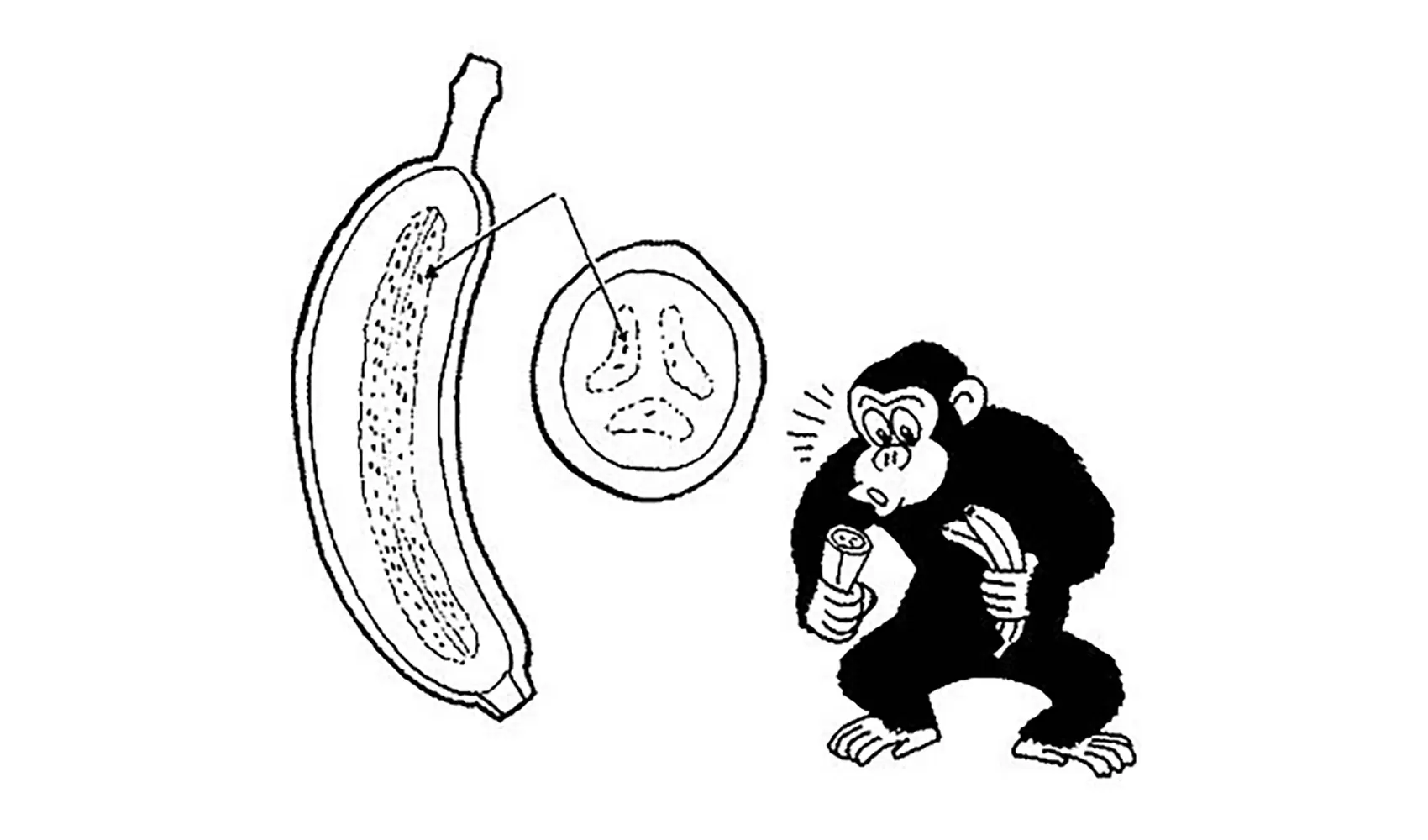 バナナに種はあるの、あるならどこにあるの