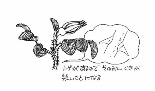 バラにはどうしてとげがあるの
