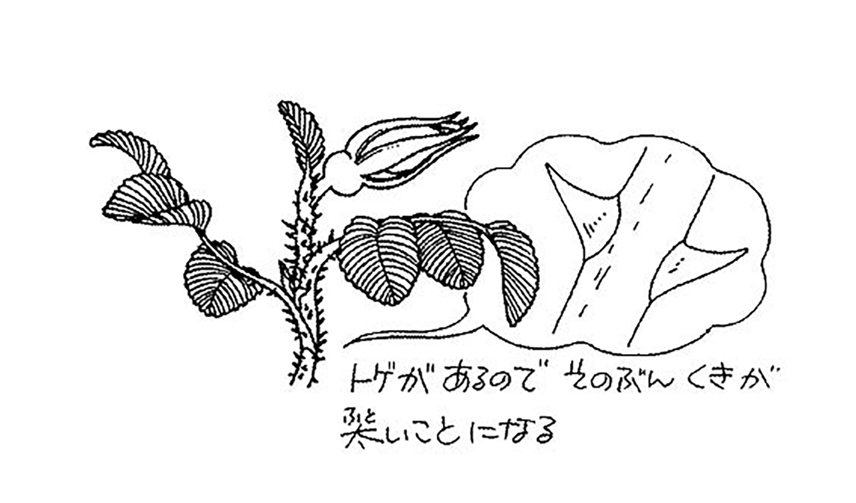 バラにはどうしてとげがあるの 植物 科学なぜなぜ110番 科学 学研キッズネット