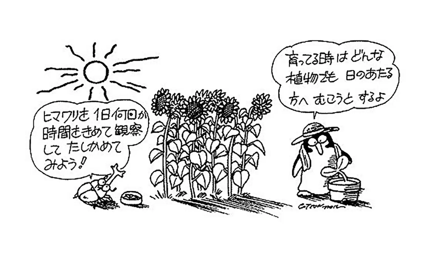 ヒマワリの花はどうして太陽の方を向いてさくの