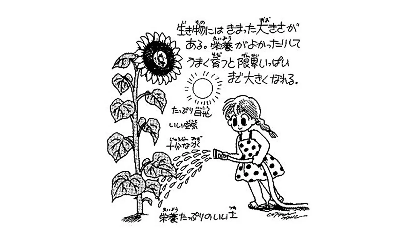 ヒマワリはどうしてあんなに大きく育つの