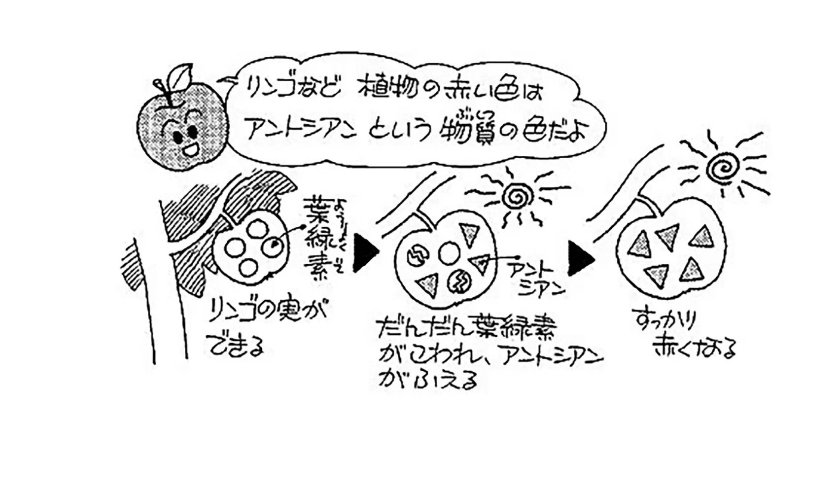 リンゴはどうして赤いの