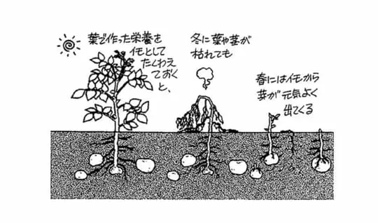 どうしてイモ類にでんぷんがふくまれているの