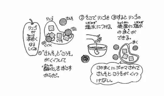 リンゴを切っておいておくとどうして色がかわるの