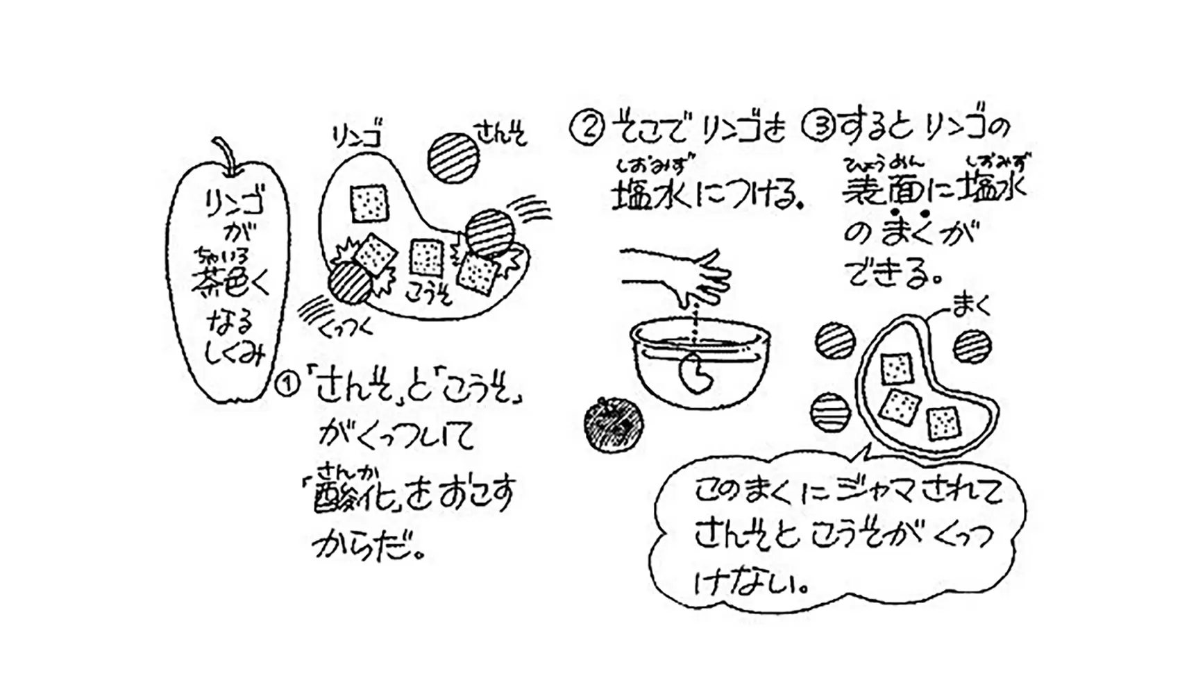 リンゴを切っておいておくとどうして色がかわるの