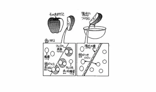 切ったリンゴを塩水につけるとどうして色がかわらないの
