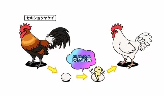 卵が先か、ニワトリが先か？