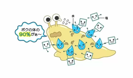 ナメクジに塩をかけると小さくなるのは、なぜ？