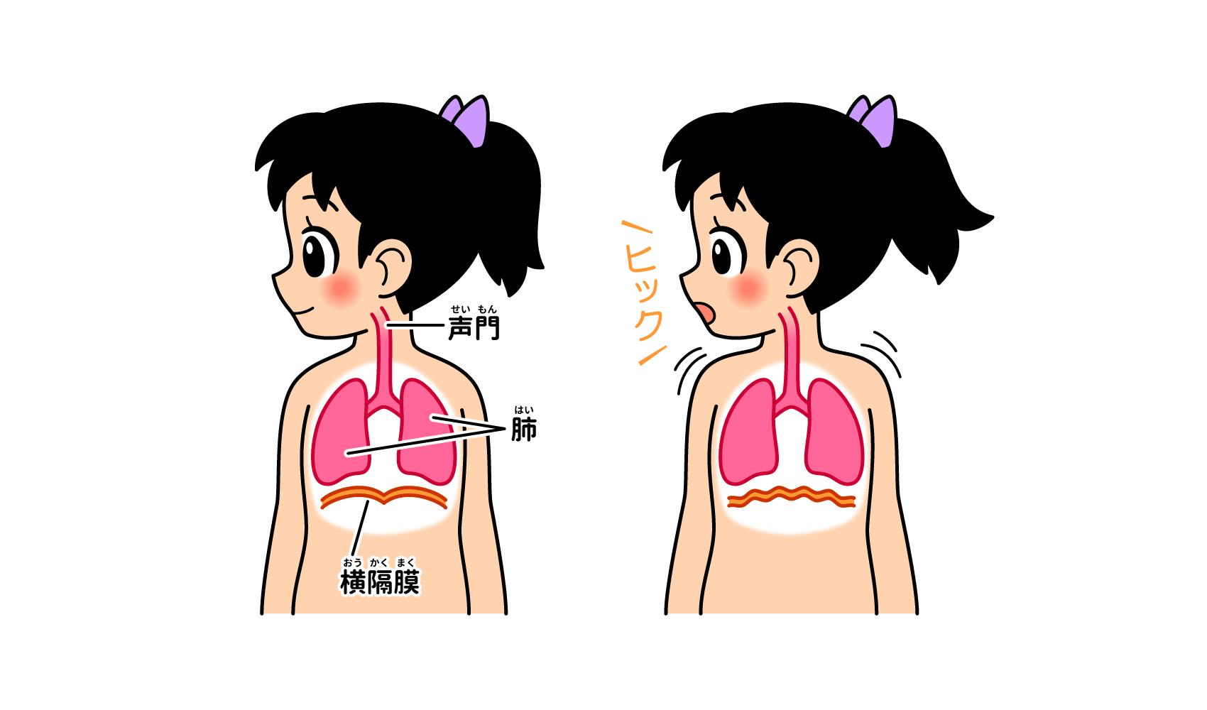 しゃっくりが出るのはなぜ？ | ヒト | 科学なぜなぜ110番 | 科学